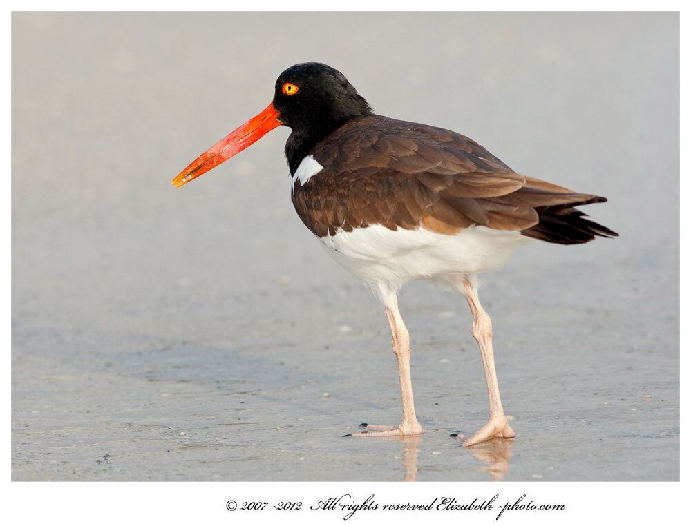 Кулик - сорока - American Oystercatcher