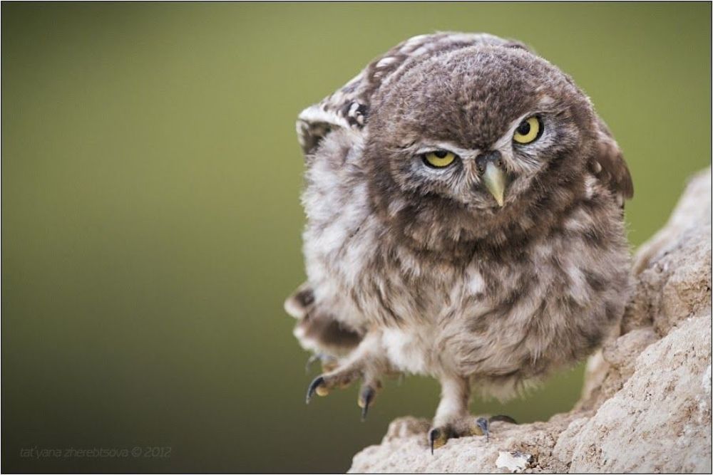 Angry Birds