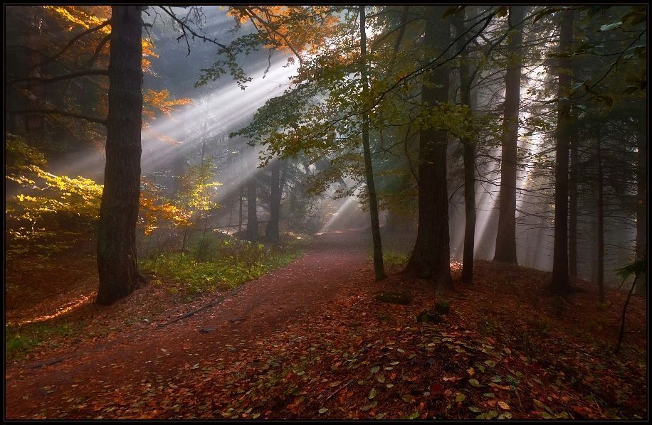 Autumn rays