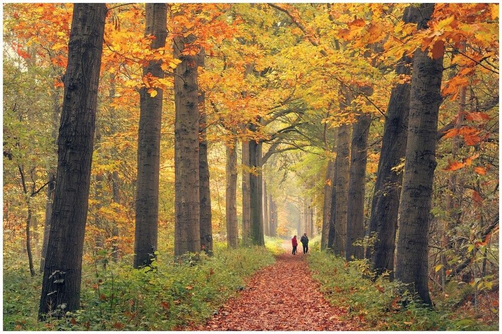 Golden autumn.