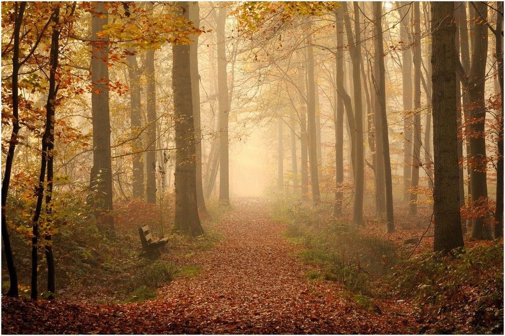 Golden autumn.