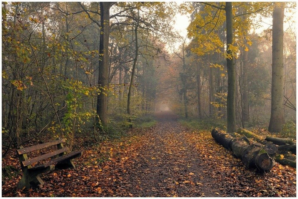 Golden autumn.