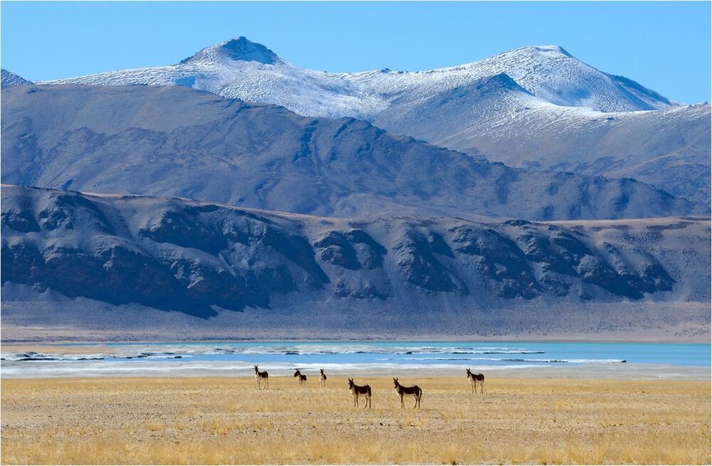 Tsokar Lake. Ladakh. India