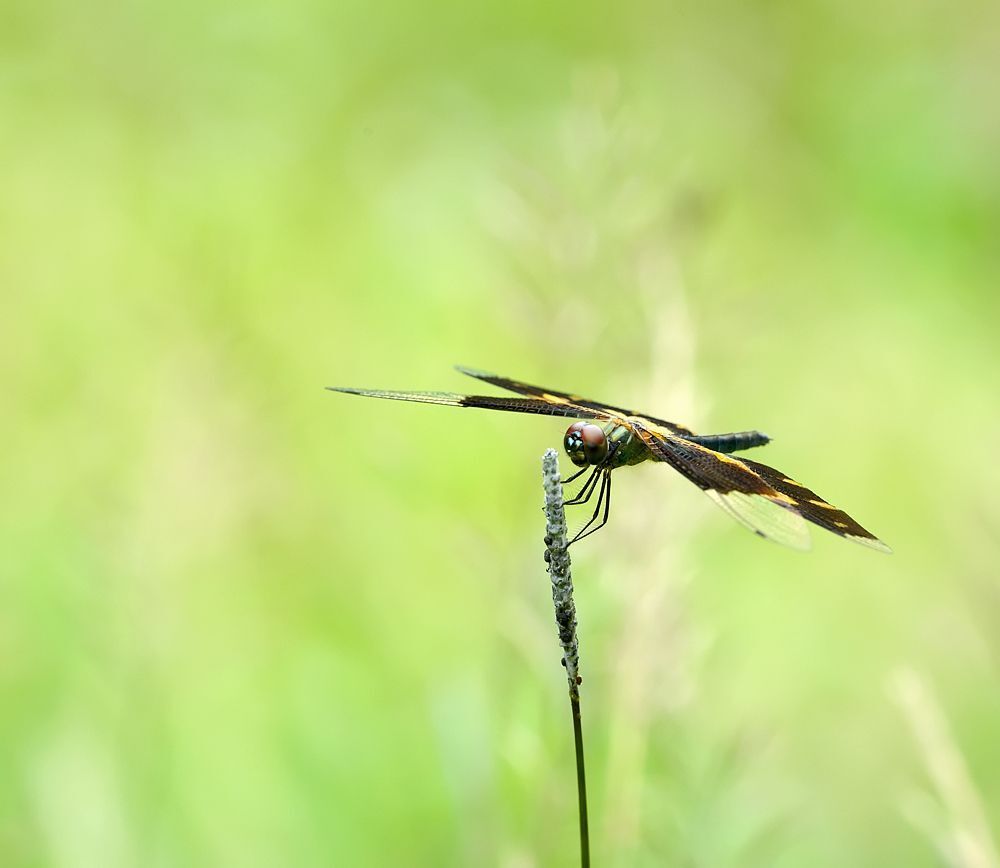 Rhyothemis variegata