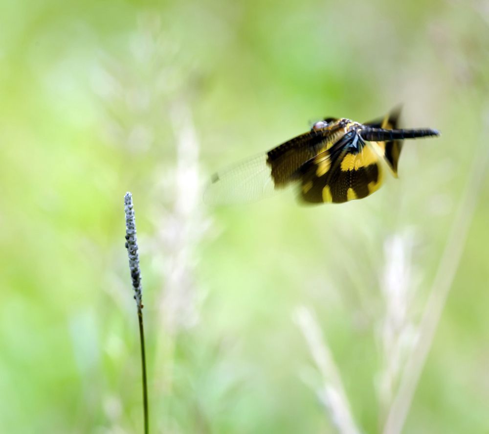 Rhyothemis variegata