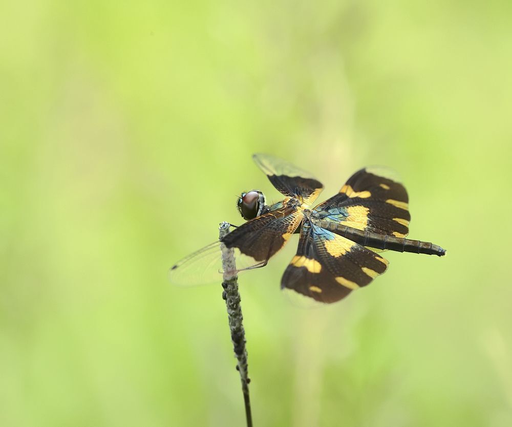 Rhyothemis variegata