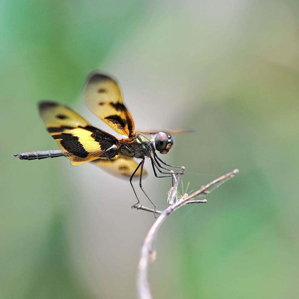 Rhyothemis variegata