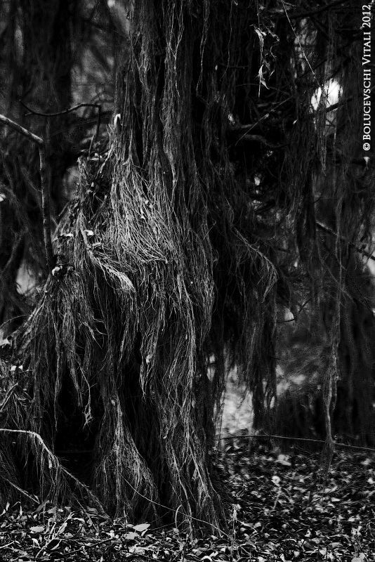Nature on Halloween