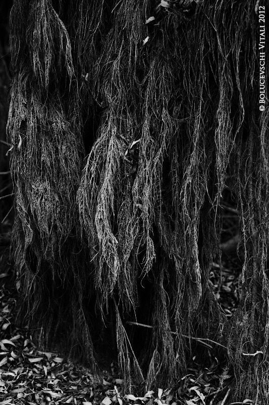 Nature on Halloween
