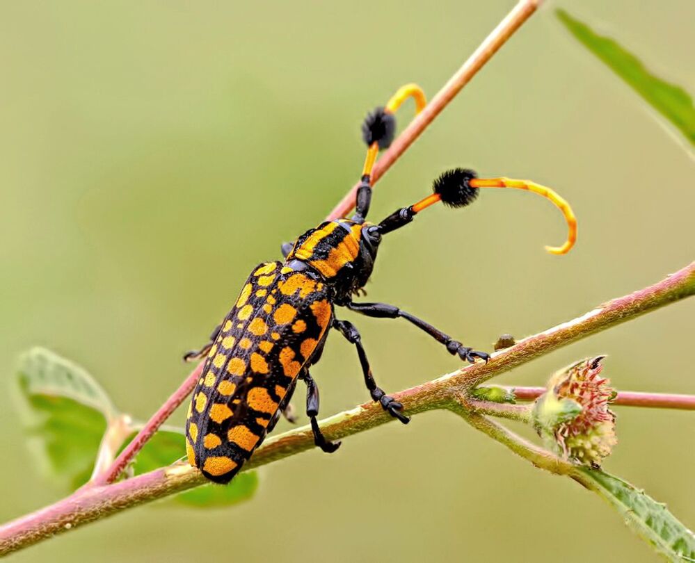 Nikon D700 + 200mm f/4D ED-IF AF Micro NIKKOR