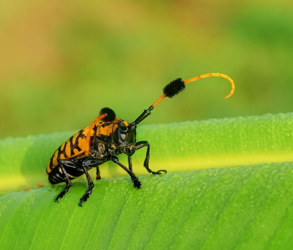 Nikon D700 + Mamiya Sekor 120/4 macro