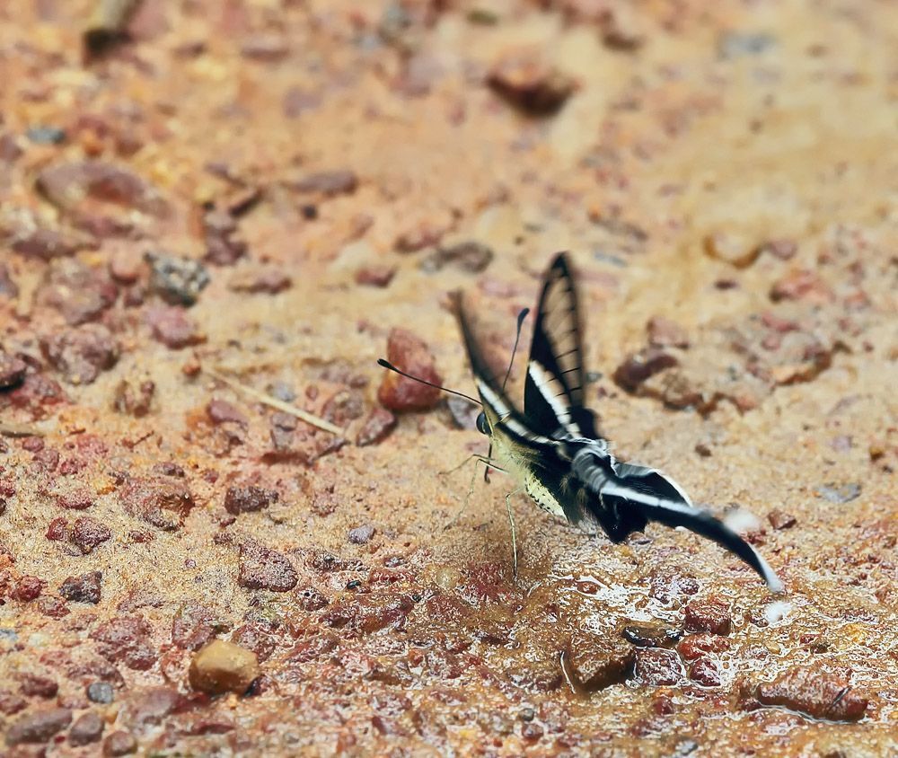 Green Dragontail (Lamproptera meges)