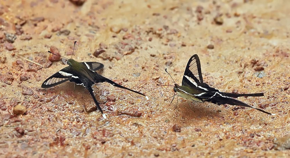 Green Dragontail (Lamproptera meges)