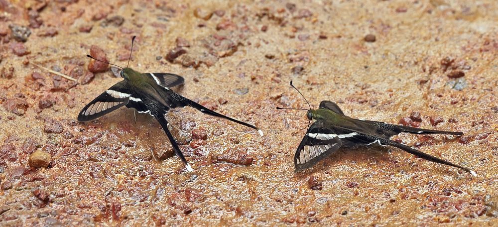 Green Dragontail (Lamproptera meges)