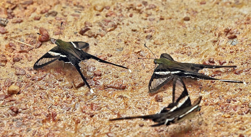 Green Dragontail (Lamproptera meges)