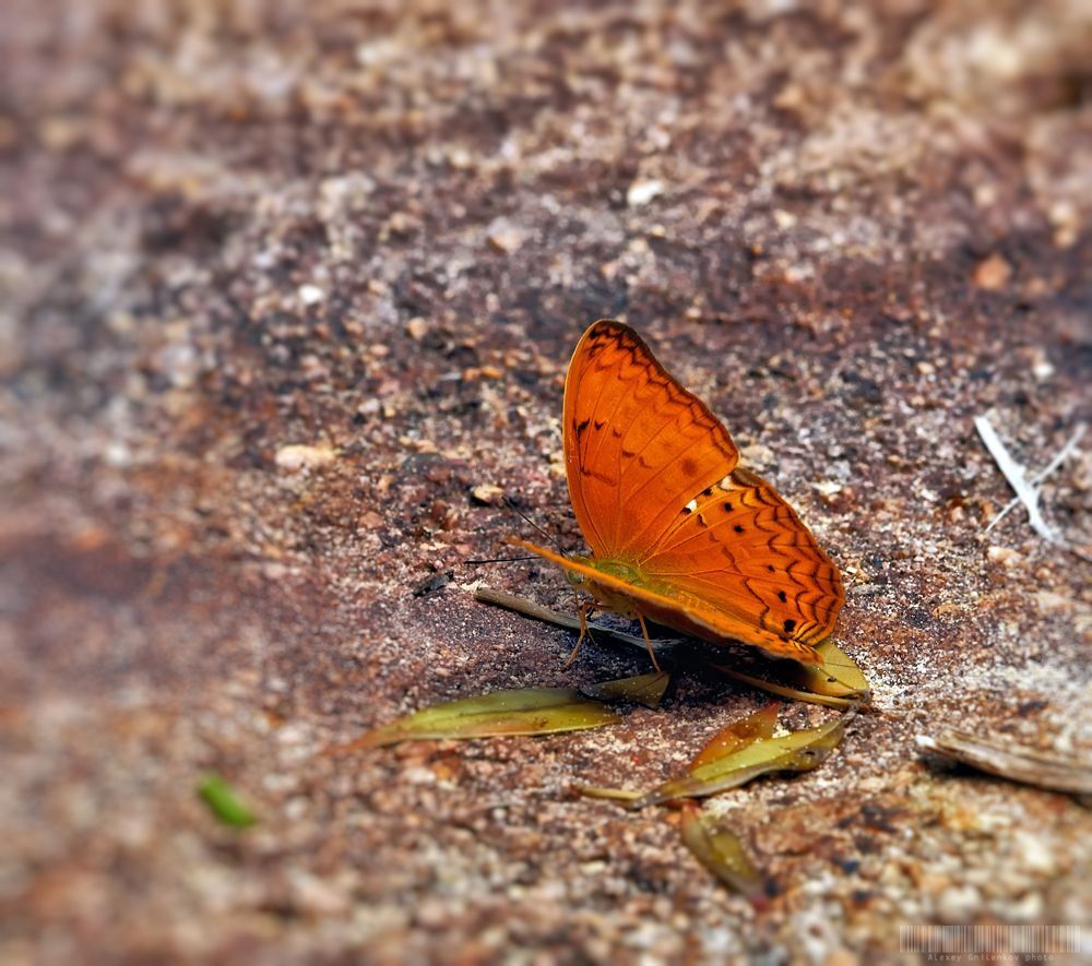 Common Yeoman