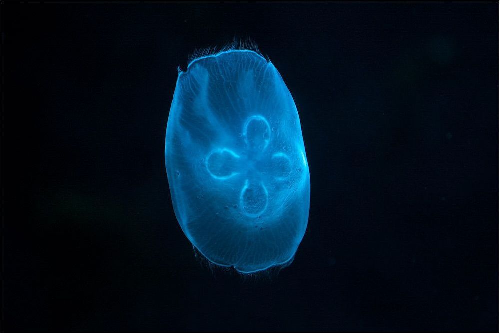 Aurelia aurita