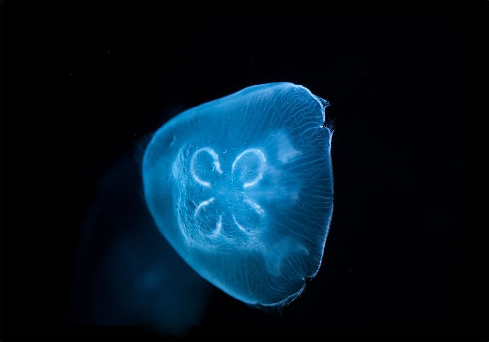 Aurelia aurita