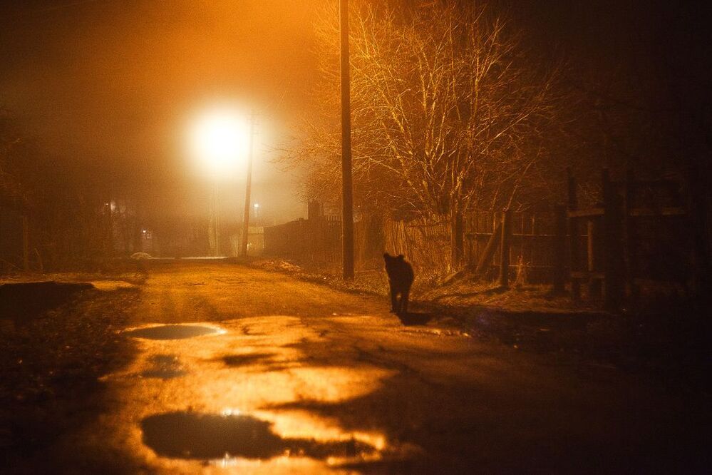 о бездомных псах