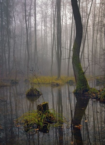 inside the muddy forest
