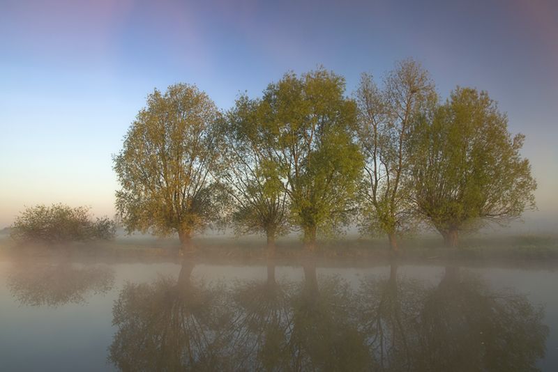 willows