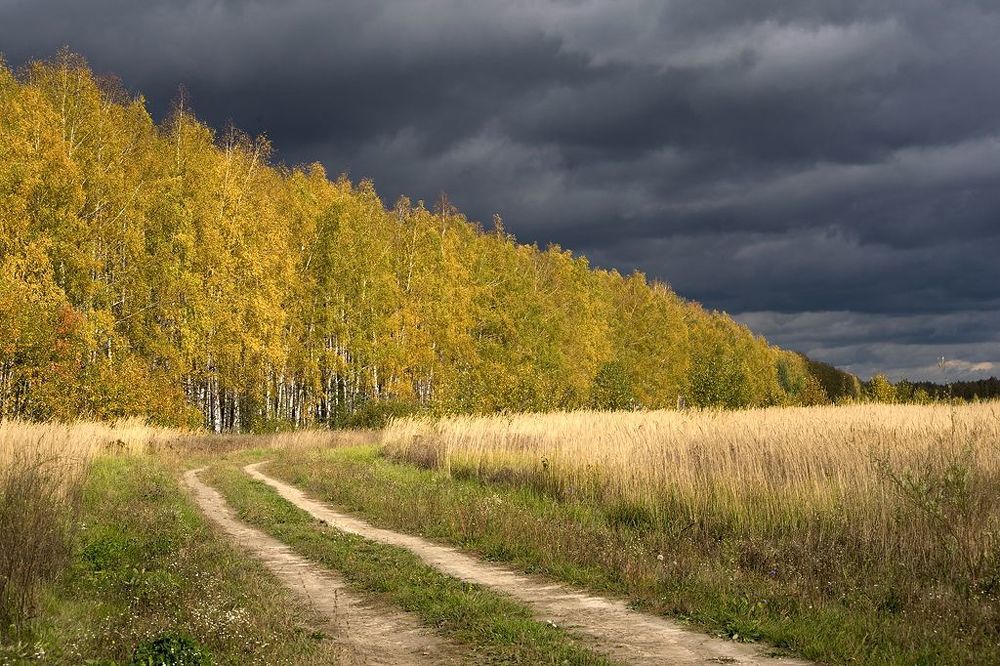 С утра это был ничем не примечательный хмурый, слегка дождливый осенний день.  В 14:09 он вдруг неузнаваемо преобразился: сплошную серость пронзили солнечные лучи. Мне стало совершенно ясно, что пора заканчивать собирать подосиновики и как можно быстрее двигать на любимые места. Решение оказалось правильным...