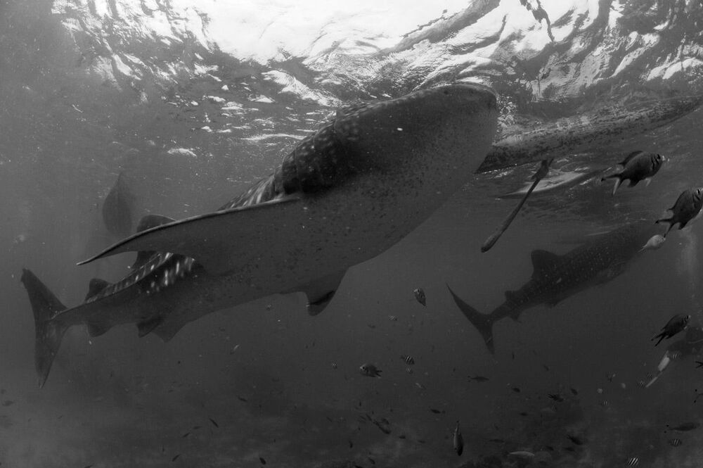 Oslob.Whale sharks.