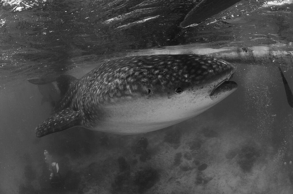 Oslob.Whale sharks.