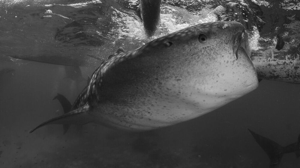 Oslob.Whale sharks.