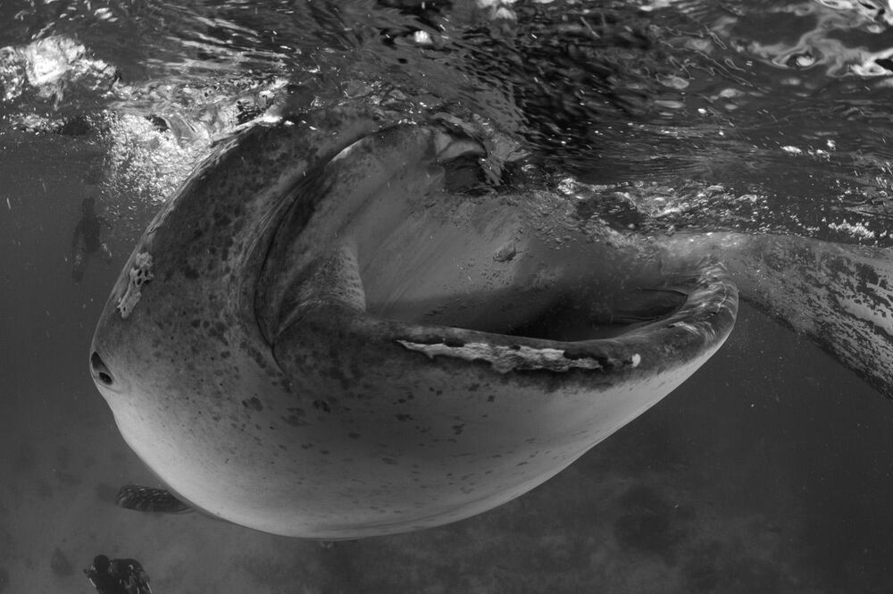 Oslob.Whale sharks.