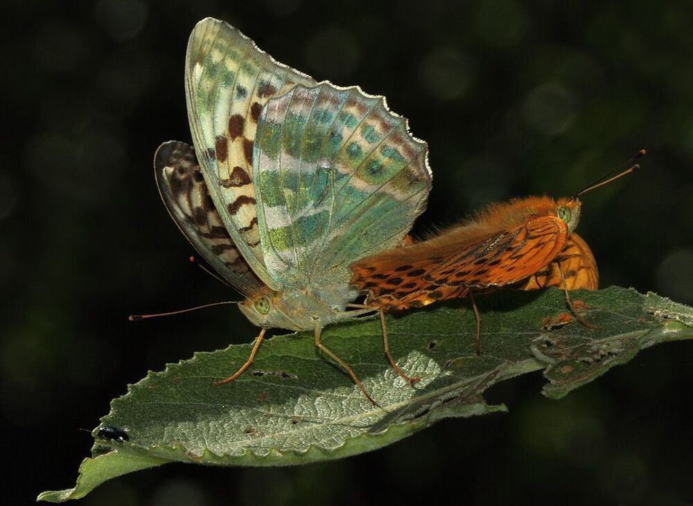 Перламутровка лесная - Argynnis paphia
