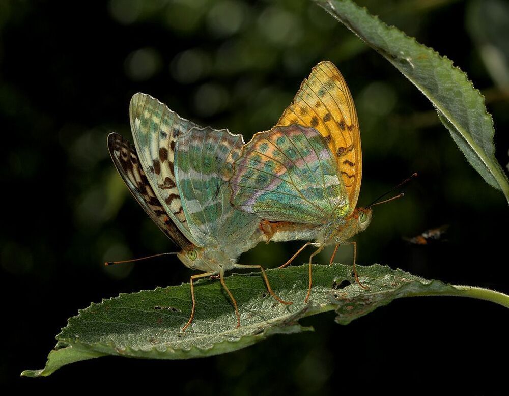 Перламутровка лесная - Argynnis paphia