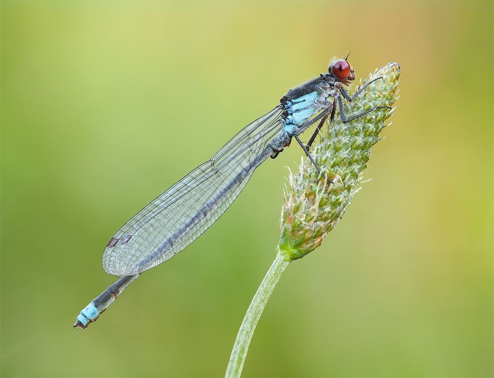 Red-eyed Damselfly