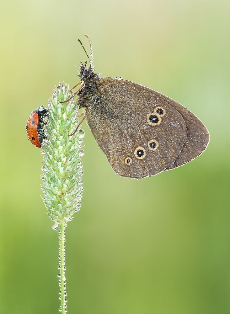 Ladybug and butterfly