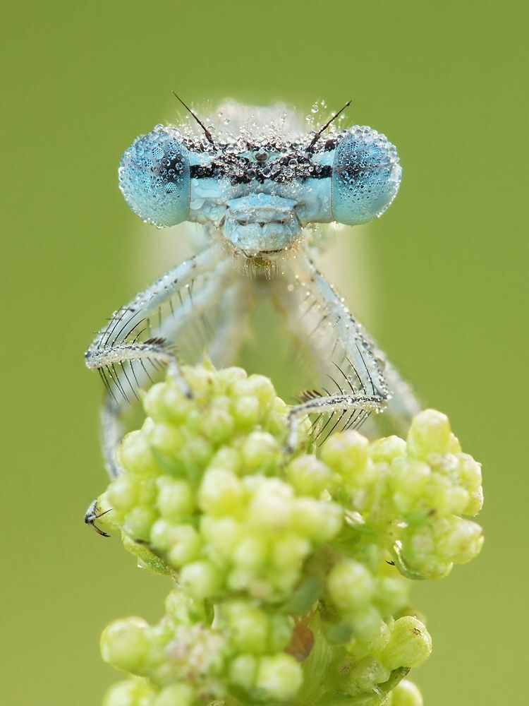 Damselfly
