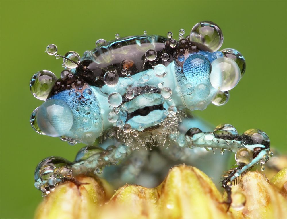 Damselfly like a monster