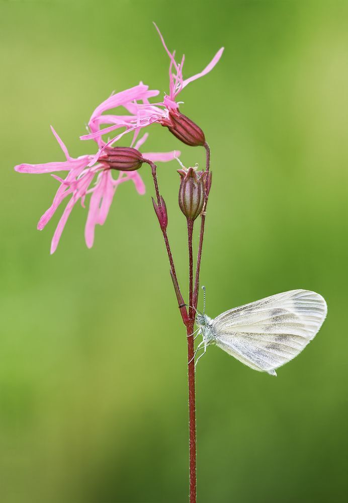 Wood White