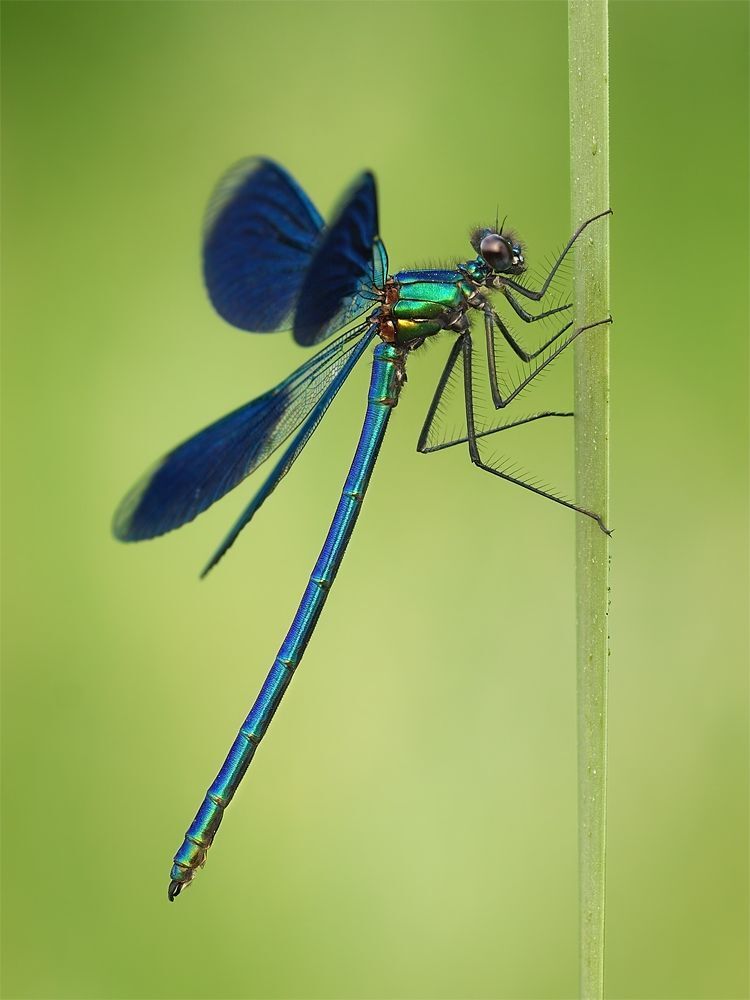 Banded Demoiselle