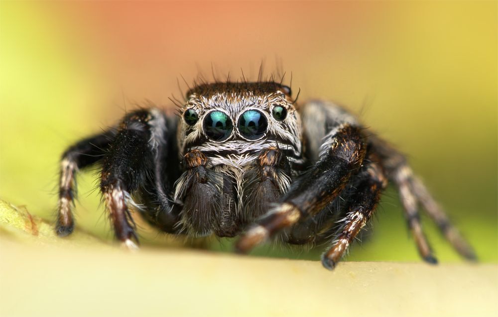 Jumping spider