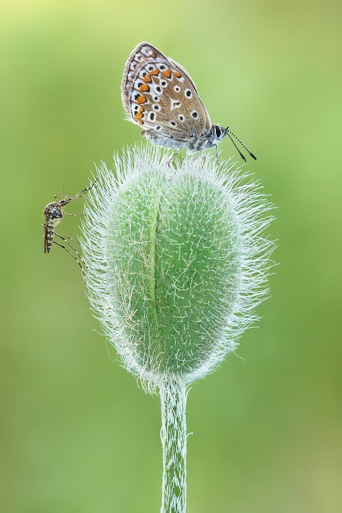 Mosquito and butterfly