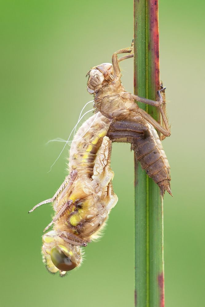 Birth of dragonfly