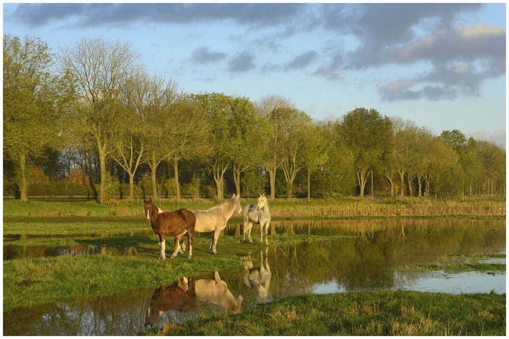 Horses in the morning.