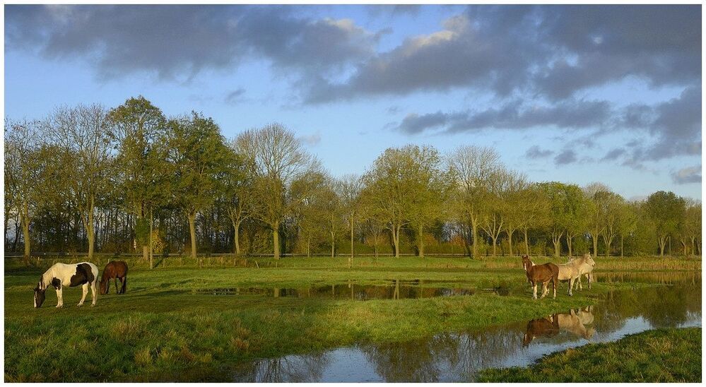 Horses in the morning.