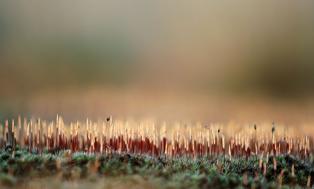 makro forest