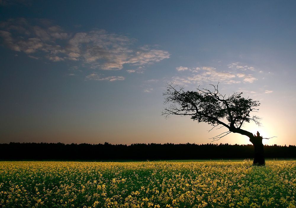 Yellow fields
