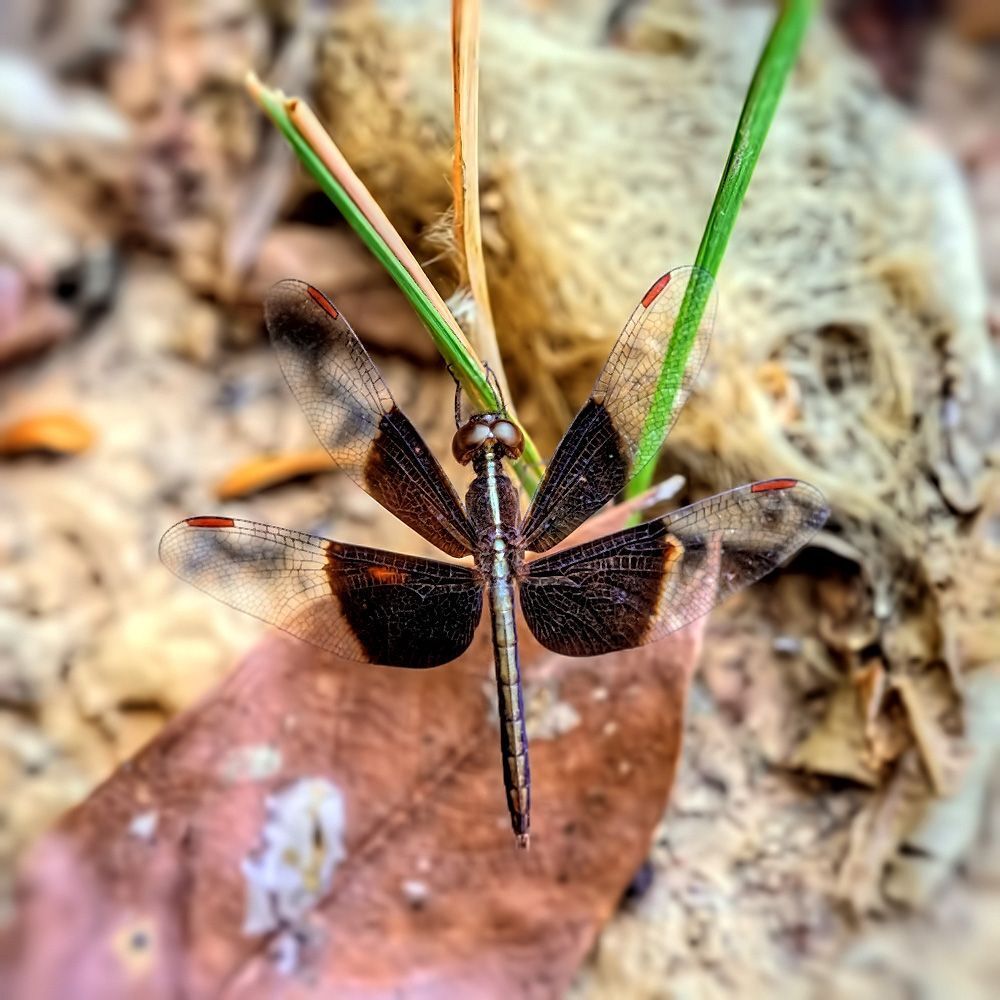 Neurothemis tullia