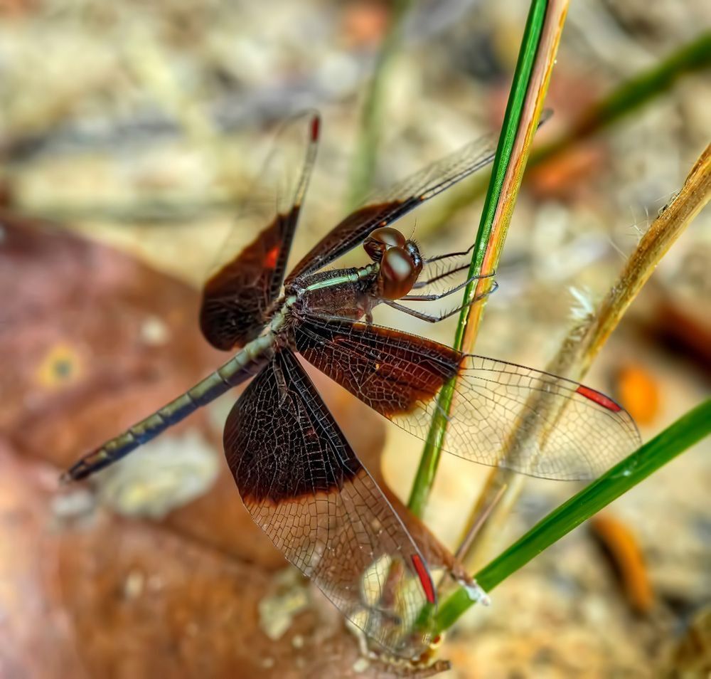 Neurothemis tullia