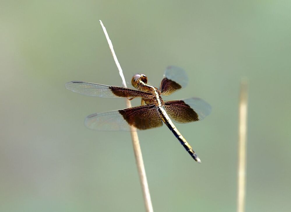 Neurothemis tullia