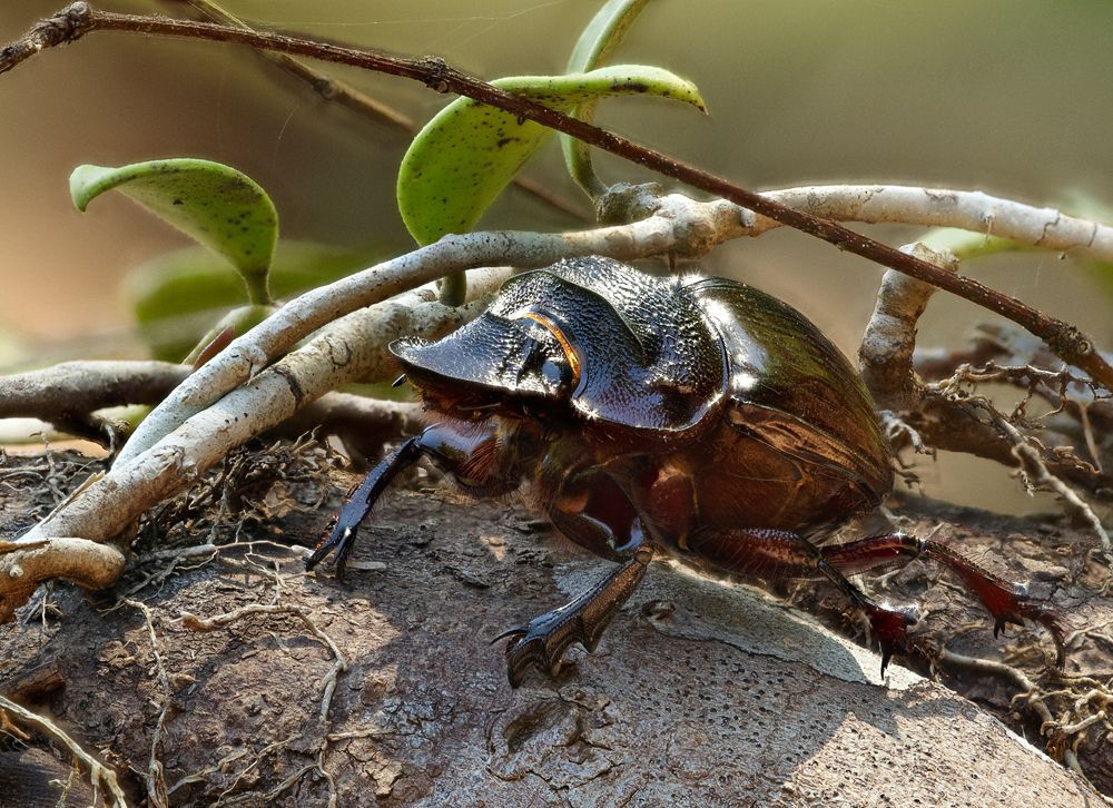 Heliocopris bucephalus