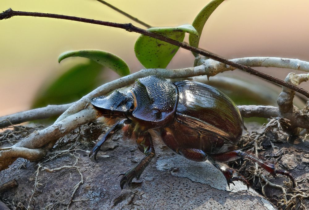 Heliocopris bucephalus